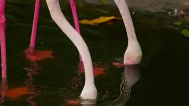 Flamingo suda yiyecek arıyor.