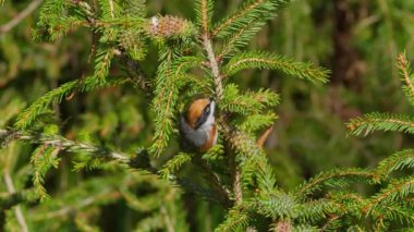 Black-throated tit eating in a pine tree with sound of nature