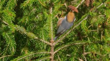 Black-throated tit eating in a pine tree with the sound of nature