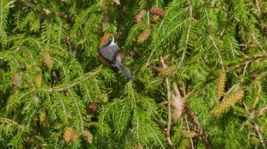 Black-throated tit in a pine tree with sound of nature