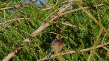 Black-throated tit perched in a pine tree with sound of nature