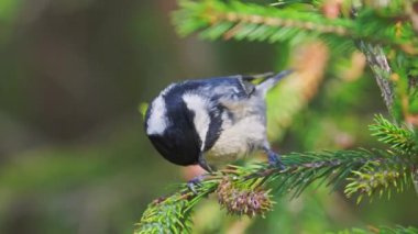 Coal tit close up in slow motion