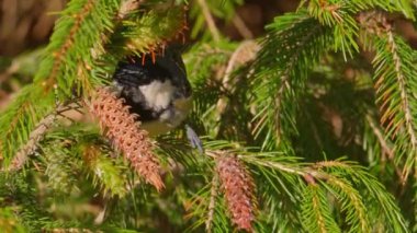 Coal tit close-up eating in a pine tree with nature sound