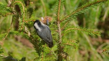 Coal tit close-up in the tree eating with nature bird sound