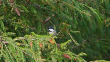 Coal tit in the tree eating and take flight with nature bird sound