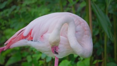  Flamingo ağır çekimde parlıyor