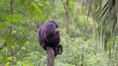 Siamang, yavaş motivasyonlu siyah kürklü jigon.
