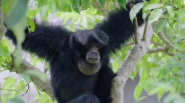 Siamang, siyah kürklü şablon yavaş çekimde bir ağaçta oturuyor.