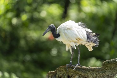 Siyah başlı Ibis bir kayanın üzerinde oturuyor.