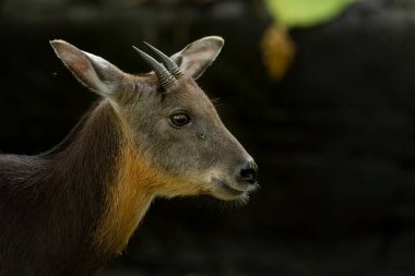 Portrait of a Taiwan serow clipart