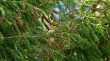 Dallara atlayan alevli ibikli Tayvan 'ın endemik kuşu çam ağacından yiyor. 