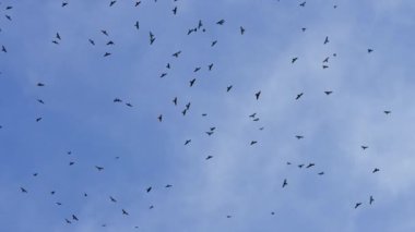 Tayvan 'da mavi gökyüzünde uçan Çin atmaca sürüsü göç için hazırlanıyor. 