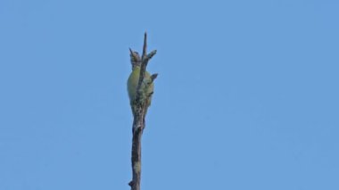 Ağacın tepesindeki yeşil ağaçkakan erkek...