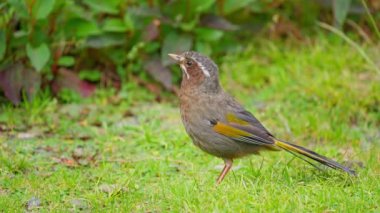 Beyaz bıyıklı Gülen Ardıç kuşu yerde ve meraklı