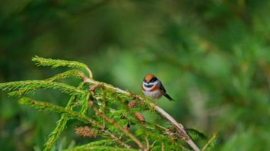 Black-throated tit perched in a pine tree and taking flight.