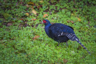 Mikado sülün erkeği ormanda. 