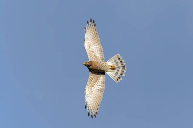 Uçan gri yüzlü akbaba ve büyük detay.