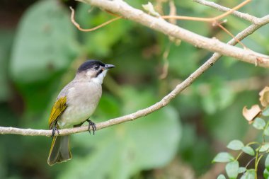 Styan 'ın bulbul kuşu Tayvan' a özgü tünemiş.