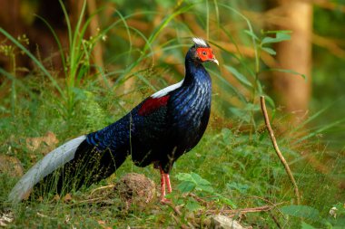 Swinhoe 'nun sülün erkeği ormanda..