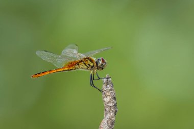  dragonfly close-up , macro shot clipart