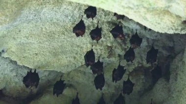 Doğu Asyalı kuyruksuz yaprak burunlu yarasa Tayvan