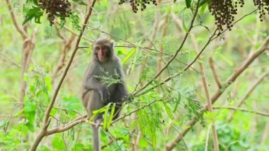 Ağaçtaki maymun yemek yiyor, Tayvan makağı.