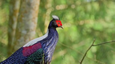  Swinhoe 'nun sülün erkek yakın çekim sesi..