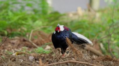 Swinhoe 'nun sülün erkeği ormanda. 