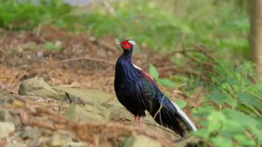 Swinhoe 'nun sülün erkeği ormanda.