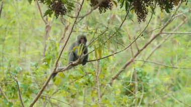 Formosan kaya makağı ağaçta yemek yiyor.