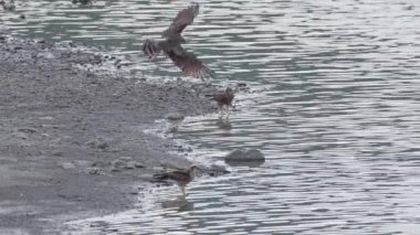 Gri yüzlü akbaba nehirden inip su içiyor.