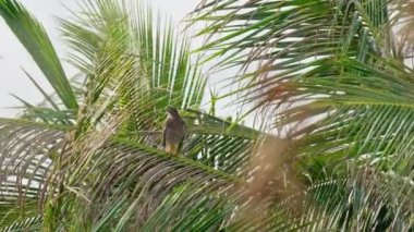 Gri yüzlü akbaba bir dala tünedi. 60 fp.
