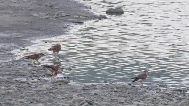 Gri yüzlü akbabalar nehirden su içiyor.