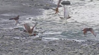 Gri yüzlü akbabalar nehirden uçuyor.