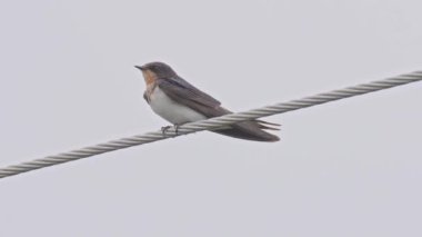 Pasifik kırlangıcı kabloya kondu