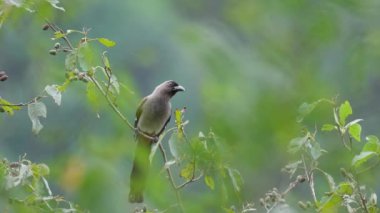 Gri ağaç bir dala tünemiş ve ağır çekimde uçuyor.