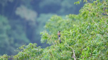 Gri ağaç ağır çekimde uçuyor.