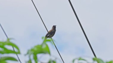 Kablonun üzerinde ses kuşu olan gri ağaç.