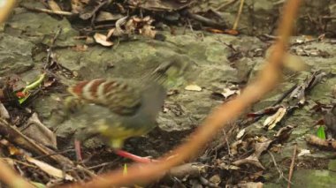 Tayvan kekliği yiyecek aramak için ormana yakın çekim yapıyor.