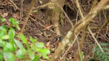 Tayvan kekliği ormanda yiyecek arıyor.