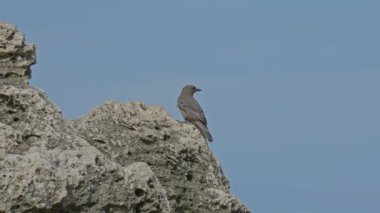 Mavi kaya ardıç kuşu bir kayanın üzerinde oturuyor.