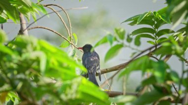 Ağaçta tünemiş siyah bir bulbul.