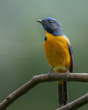 Tayvan 'dan canlı bir erkek tünemiş.