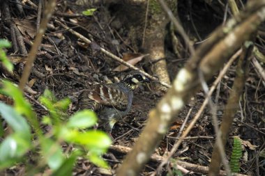 Tayvan kekliği Tayvan 'dan gelen endemik kuş.