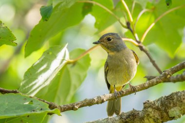 Taiwan vivid niltava female perched clipart