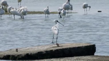 Siyah yüzlü kaşık gagası uçuyor.
