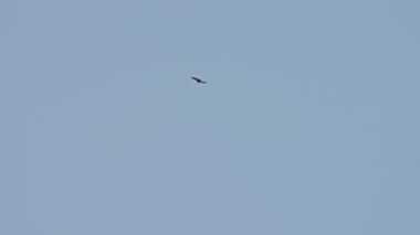 Ağır çekimde uçan tepeli Şahin