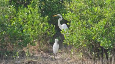 Büyük balıkçıl ve küçük balıkçıl