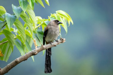 Grey treepie bird perched on a branch clipart