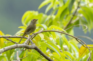 Tayvan Niltava dişisi bir ağaca tünedi.